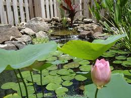 Attēlu rezultāti vaicājumam “Lotus sp. flower”