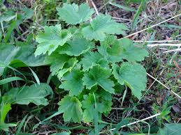 Attēlu rezultāti vaicājumam “Leonurus quinquelobatus leaf”