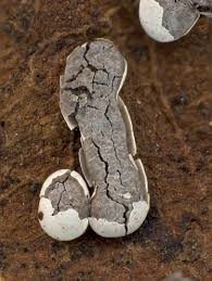 Attēlu rezultāti vaicājumam “Diderma effusum”