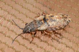 Attēlu rezultāti vaicājumam “Nithecus jacobaeae”