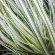 Attēlu rezultāti vaicājumam “Calamagrostis purpurea fruit”