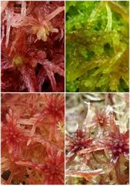 Attēlu rezultāti vaicājumam “Sphagnum centrale”