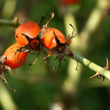 Attēlu rezultāti vaicājumam “Rosa subcanina leaf”