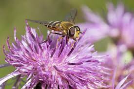 Attēlu rezultāti vaicājumam “Syrphus sp. imago”