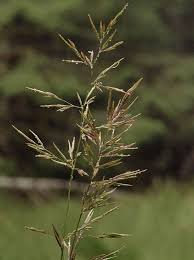 Attēlu rezultāti vaicājumam “Agrostis capillaris”