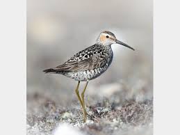 Image result for Calidris himantopus
