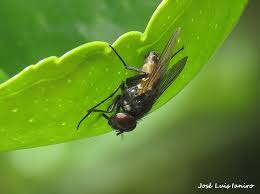 Attēlu rezultāti vaicājumam “Musca domestica”