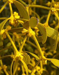 Attēlu rezultāti vaicājumam “Viscum album fruit”