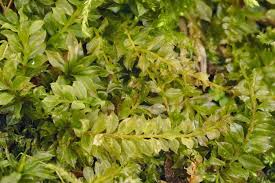 Attēlu rezultāti vaicājumam “Plagiomnium elatum”