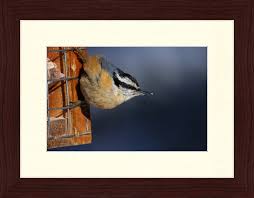 Image result for Sitta canadensis