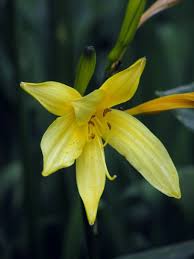 Attēlu rezultāti vaicājumam “Hemerocallis lilioasphodelus flower”