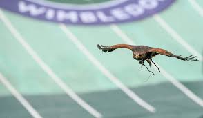 Image result for Wimbledon Hawks
