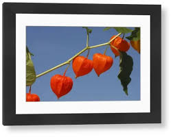 Attēlu rezultāti vaicājumam “Physalis alkekengi”