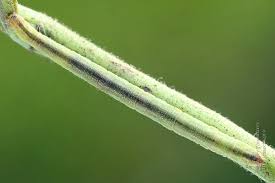 Attēlu rezultāti vaicājumam “Eupithecia subumbrata”