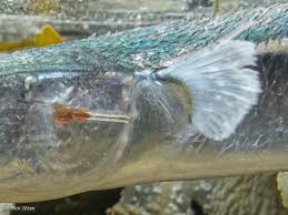 Attēlu rezultāti vaicājumam “Belone belone”