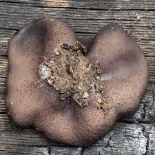 Attēlu rezultāti vaicājumam “Leskea polycarpa sporophyte”