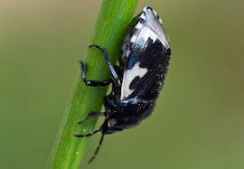 Attēlu rezultāti vaicājumam “Tritomegas bicolor imago”