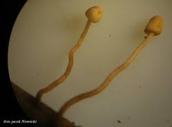 Attēlu rezultāti vaicājumam “Heyderia pusilla”