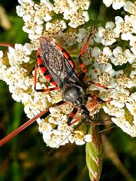 Attēlu rezultāti vaicājumam “Rhynocoris annulatus nymph”
