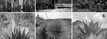 Attēlu rezultāti vaicājumam “Badhamiopsis ainoae sessile”