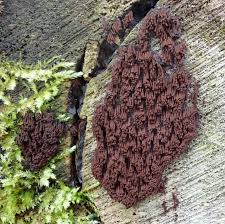 Attēlu rezultāti vaicājumam “Stemonitopsis aequalis var. microspora spores”