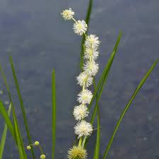 Attēlu rezultāti vaicājumam “Sparganium minimum fruit”