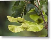 Attēlu rezultāti vaicājumam “Acer campestre fruit”
