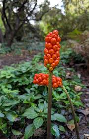 Attēlu rezultāti vaicājumam “Pterocarya fraxinifolia male flower”
