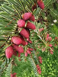 Attēlu rezultāti vaicājumam “Abies alba”