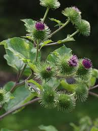 Attēlu rezultāti vaicājumam “Arctium lappa”