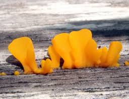 Attēlu rezultāti vaicājumam “Physarum viride var. aurantium”