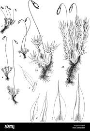 Attēlu rezultāti vaicājumam “Bryum caespiticium sporophyte”