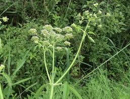 Attēlu rezultāti vaicājumam “Cicuta virosa leaf”