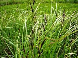 Attēlu rezultāti vaicājumam “Carex acutiformis fruit”