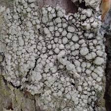 Attēlu rezultāti vaicājumam “Pertusaria albescens”