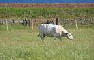 NJ9603 : Doonies Rare Breeds Farm, with North Sea in background - via Daymix