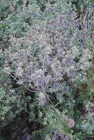 Attēlu rezultāti vaicājumam “Eryngium planum”