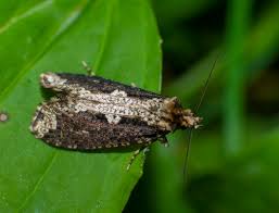 Attēlu rezultāti vaicājumam “Scardia boletella”