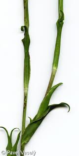 Attēlu rezultāti vaicājumam “Tragopogon pratensis subsp. pratensis leaf”