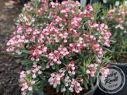 Attēlu rezultāti vaicājumam “Andromeda polifolia bud”