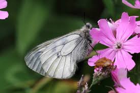 Attēlu rezultāti vaicājumam “Parnassius mnemosyne underside”