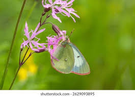 Attēlu rezultāti vaicājumam “Colias palaeno female”