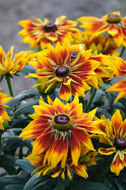 Attēlu rezultāti vaicājumam “Retinia resinella exuvia”