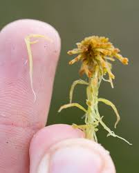 Attēlu rezultāti vaicājumam “Sphagnum angustifolium”