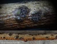 Attēlu rezultāti vaicājumam “Anthostoma decipiens”