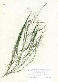 Attēlu rezultāti vaicājumam “Stuckenia filiformis bud”