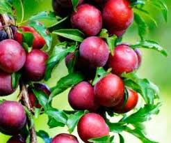 Attēlu rezultāti vaicājumam “Prunus (plum-tree) fruit”
