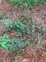 Attēlu rezultāti vaicājumam “Enteridium liceoides macro”