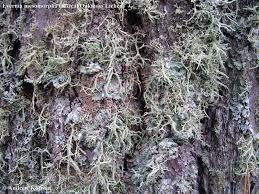 Attēlu rezultāti vaicājumam “Evernia mesomorpha”