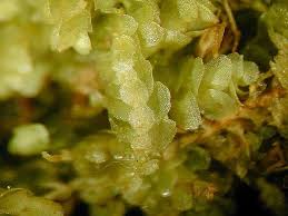 Attēlu rezultāti vaicājumam “Calypogeia neesiana”